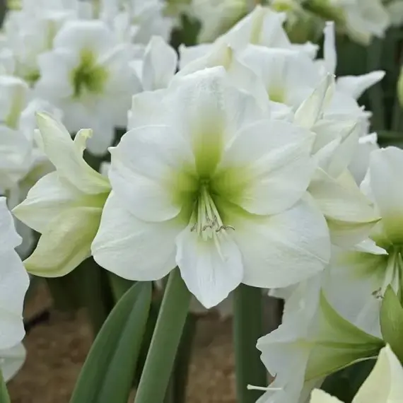 Амариллис (Гиппеаструм) Антарктика, изображение 2