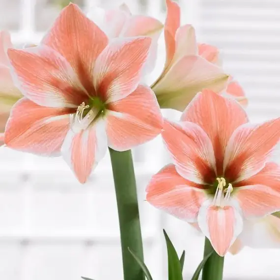 Амариллис (Гиппеаструм) Априкот Парфейт, изображение 2