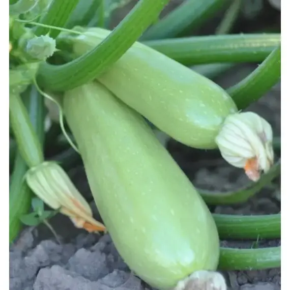 Семена Кабачок Кавили F1 (а/ф Росток), изображение 2