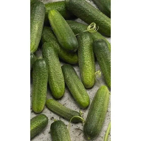 Семена Огурец Клодин F1 (Клавдия F1) 5 Шт (а/ф Росток), изображение 2