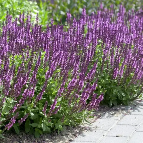 Сальвия дубравная (Шалфей) Аметист, изображение 2