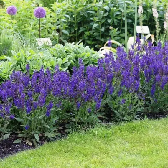 Сальвия дубравная (Шалфей) Виола Клозе, изображение 2