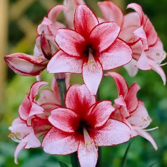 Амариллис (Гиппеаструм) Харизма, изображение 2