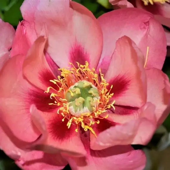 Пион ИТО-гибрид Олд Роуз Денди, изображение 2