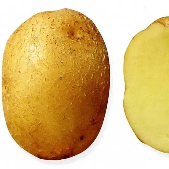 Картофель семенной Колобок (репродукция элита.), изображение 2