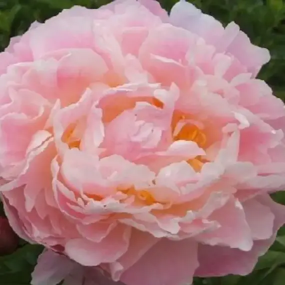 Морозник восточный Эллен Грин, изображение 2