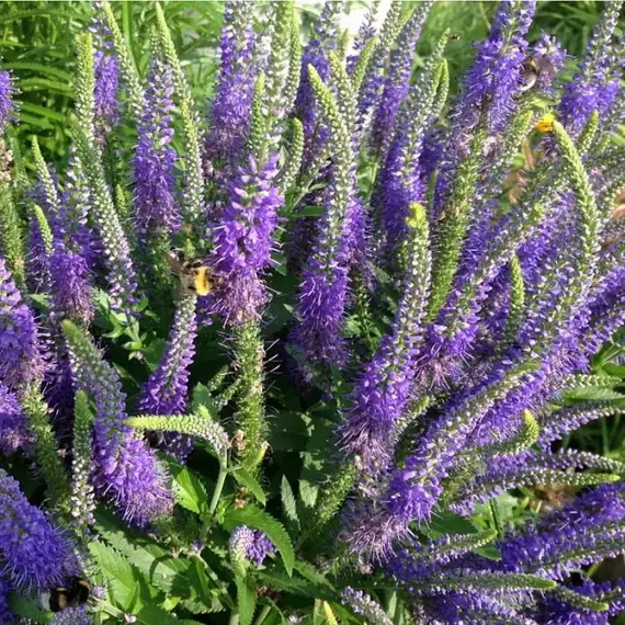 Прострел обыкновенный Пинк, изображение 2