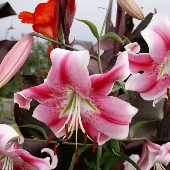 Лилия Анастасия ОТ-гибрид, изображение 2