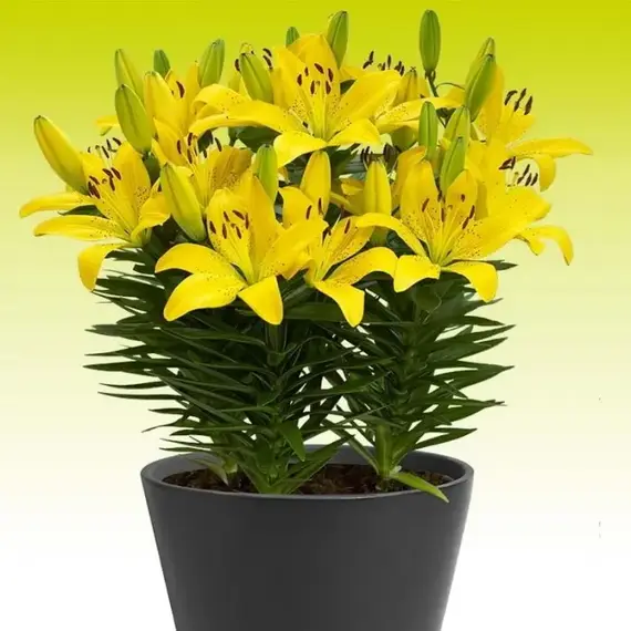 Лилия Голден Матрикс азиатская, изображение 2