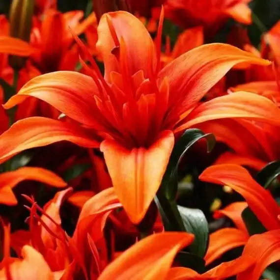 Лилия Крейзи Твин азиатская, изображение 3