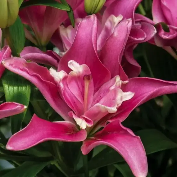 Лилия Кэнди Блоссом азиатская, изображение 3