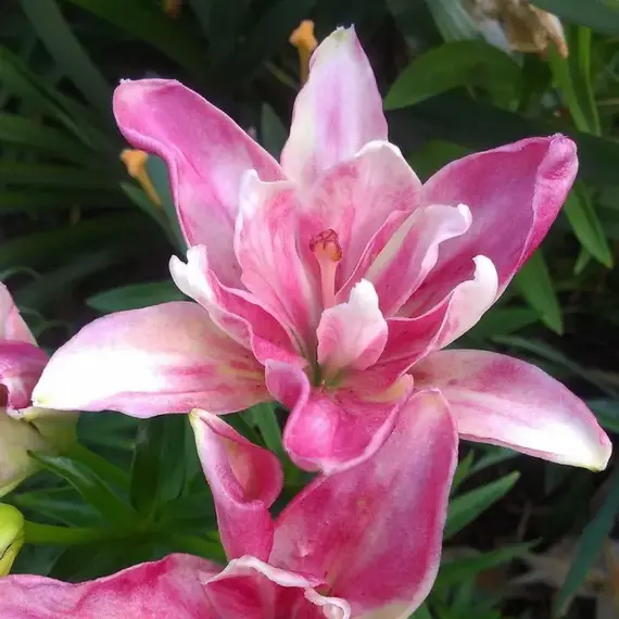 Лилия Кэнди Блоссом, изображение 2