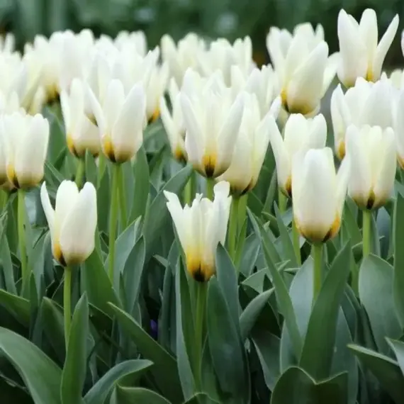 Тюльпан Кауфмана Концерто, изображение 2