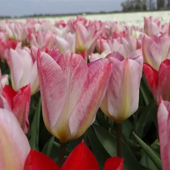 Тюльпан Фостера Флеминг Пуриссима, изображение 2