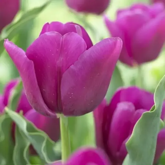 Тюльпан простой поздний Пассионале, изображение 2