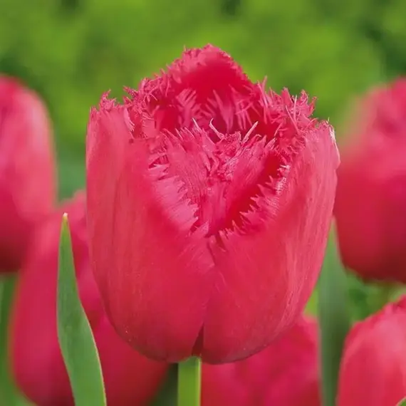 Тюльпан бахромчатый Бургунди Лейс, изображение 2