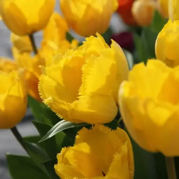 Тюльпан бахромчатый Кристал Стар, изображение 2