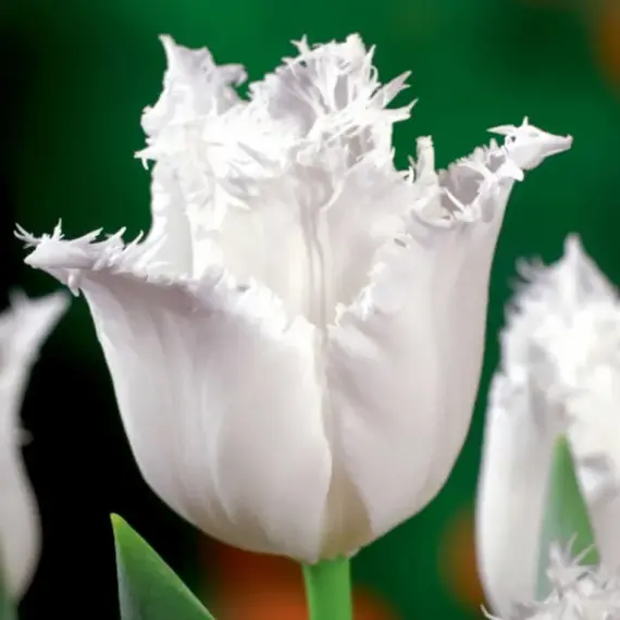 Тюльпан бахромчатый Ханимун, изображение 2