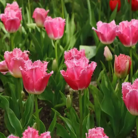 Тюльпан бахромчатый Фэнси Фриллс, изображение 2