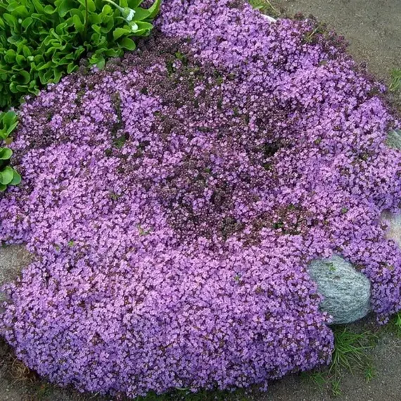 Тимьян (чабрец) ранний Минор, изображение 2