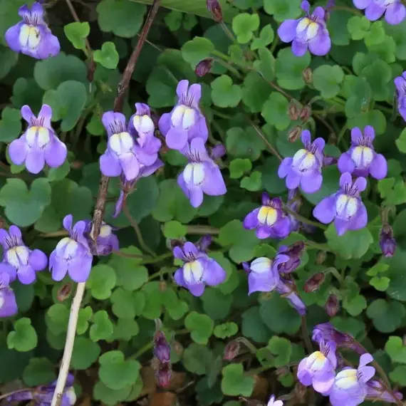 Цимбалярия, изображение 2