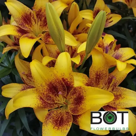 Лилия Йеллоу Браш ЛА-гибрид, изображение 2