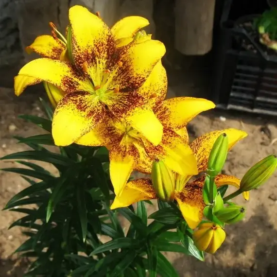 Лилия Йеллоу Браш ЛА-гибрид, изображение 3