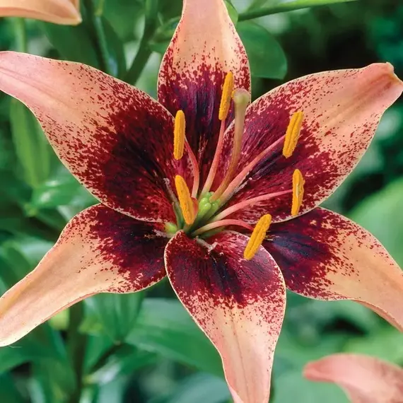 Лилия Уистлер азиатская, изображение 3