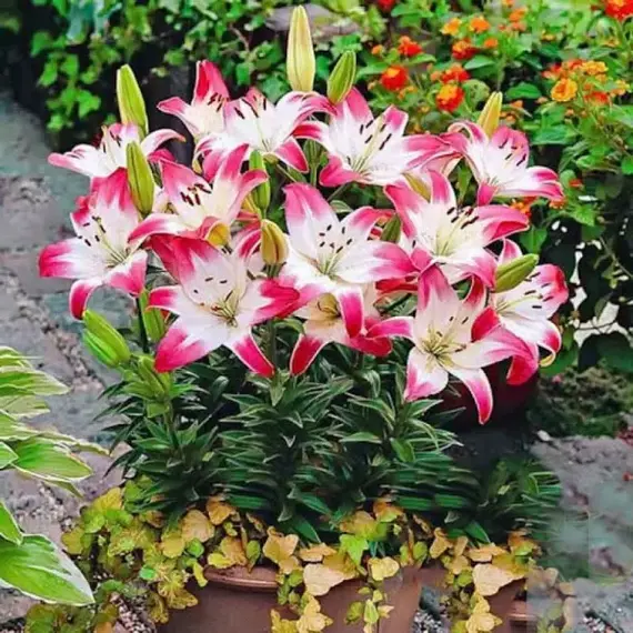 Лилия Лоллипоп азиатская, изображение 2