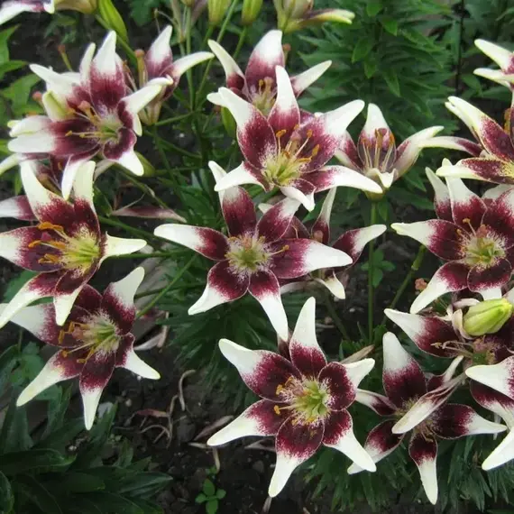 Лилия Неттис Прайд азиатская, изображение 3