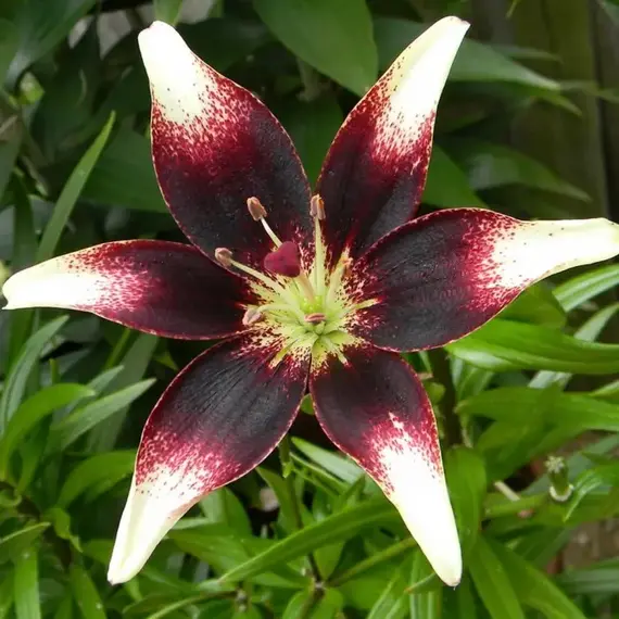 Лилия Неттис Прайд азиатская, изображение 2