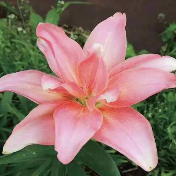 Лилия Афродита азиатская махровая, изображение 2