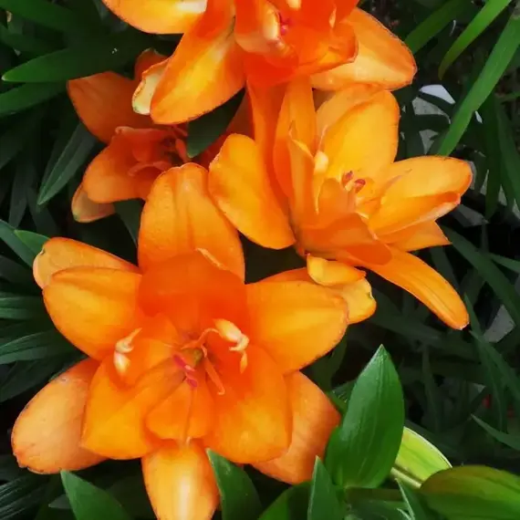 Лилия Кик Офф ЛА-гибрид махровая, изображение 3