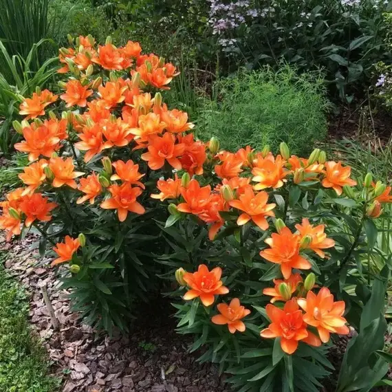 Лилия Кик Офф ЛА-гибрид махровая, изображение 2