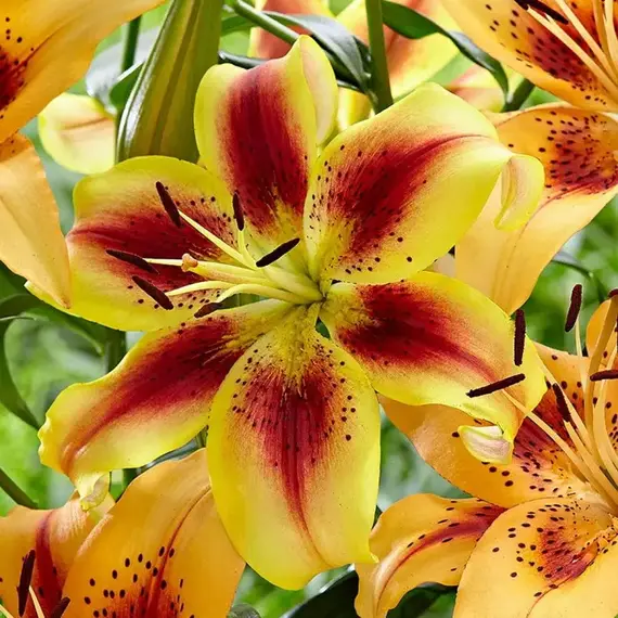 Лилия Отель Калифорния АОА-гибрид, изображение 2