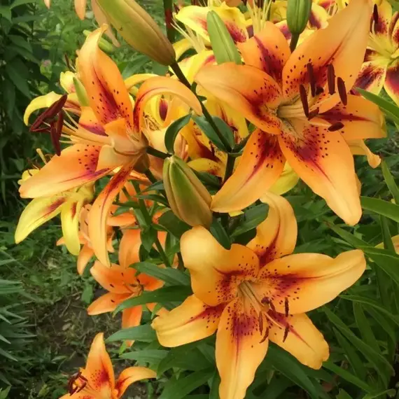 Лилия Отель Калифорния АОА-гибрид, изображение 3