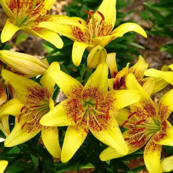 Лилия Свит Вэлли ЛА-гибрид, изображение 2