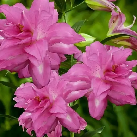 Лилия Лотус Дрим восточная махровая, изображение 2