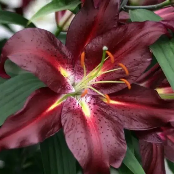 Лилия Коммитмент восточная, изображение 2