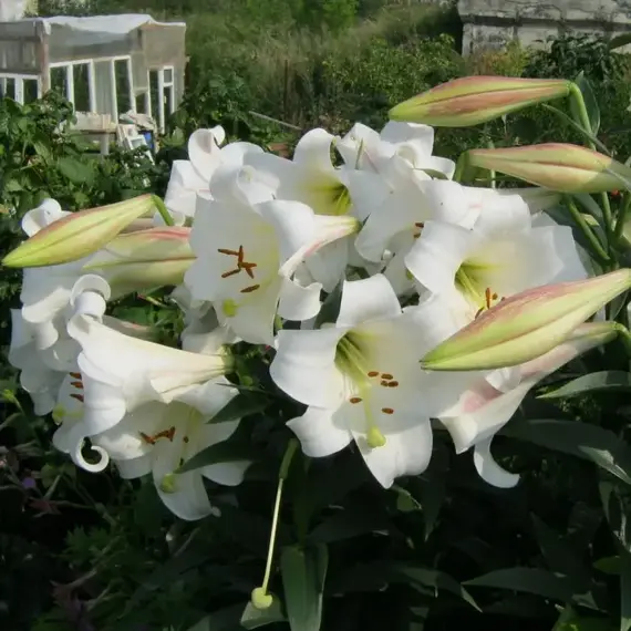 Лилия Уайт Триумфатор ЛОО-гибрид, изображение 2