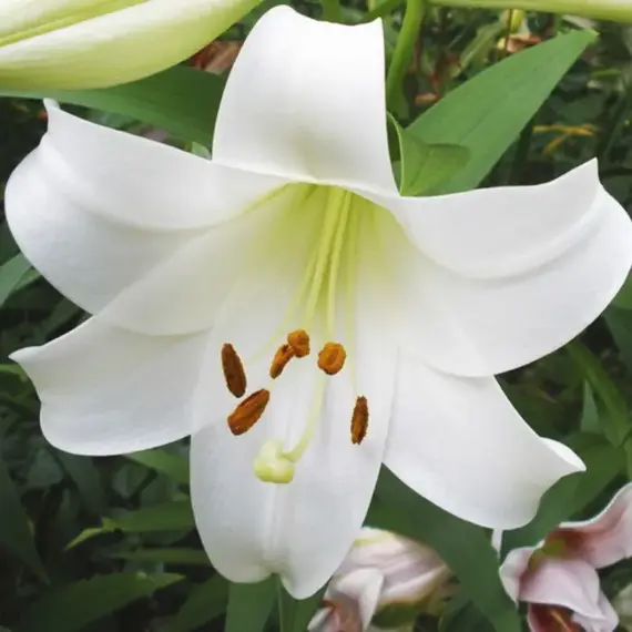 Лилия Уайт Триумфатор ЛОО-гибрид, изображение 3