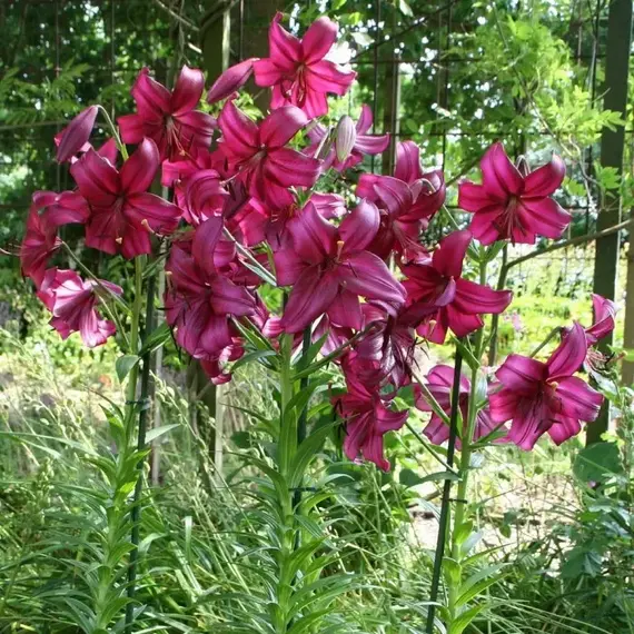 Лилия Пурпл Марбл тигровая, изображение 2