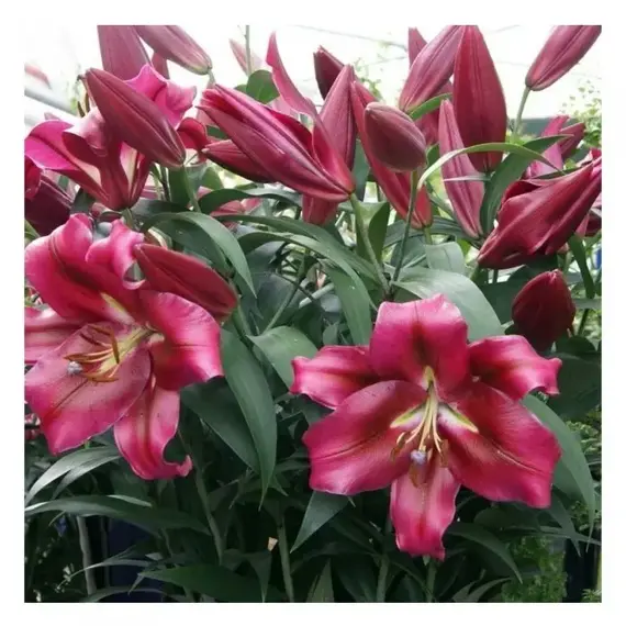 Лилия Фудзиан ОТ-гибрид, изображение 3