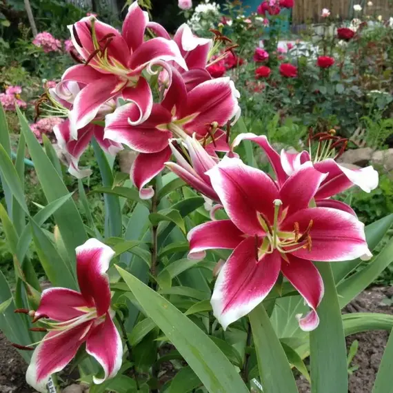 Лилия Флэшпоинт ОТ-гибрид, изображение 2