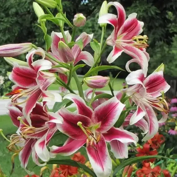 Лилия Флэшпоинт ОТ-гибрид, изображение 3