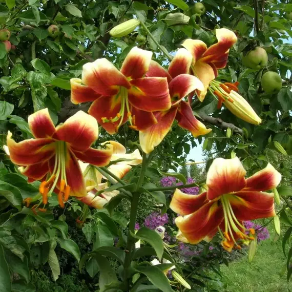 Лилия Ред Датч ОТ-гибрид, изображение 2