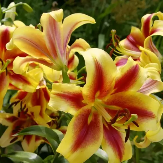 Лилия Ред Датч ОТ-гибрид, изображение 3