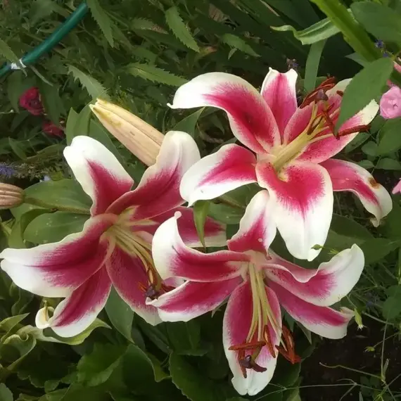 Лилия Кэнди Клаб ОТ-гибрид, изображение 2