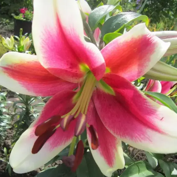 Лилия Кэнди Клаб ОТ-гибрид, изображение 3