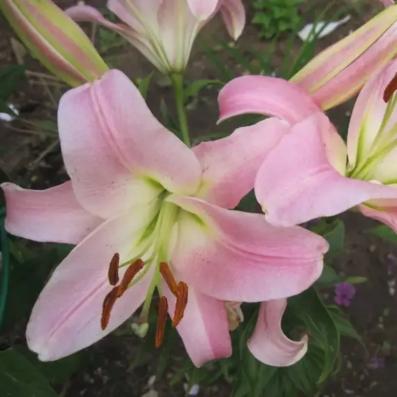 Лилия Бэйвотч ОТ-гибрид, изображение 2